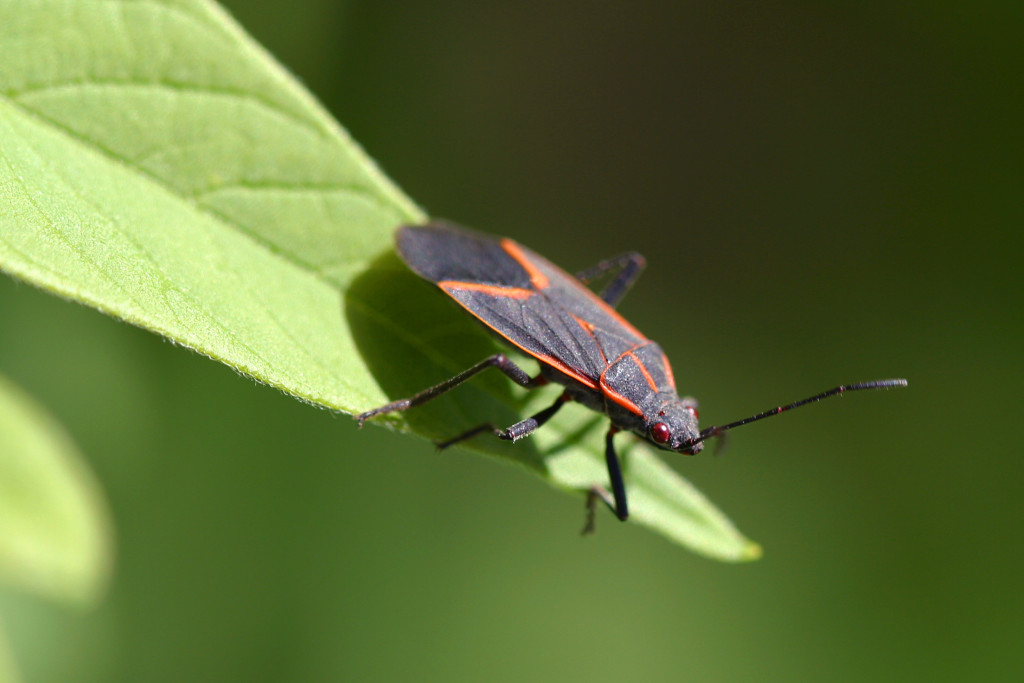 Box Elder Bug Identification - AcEco Extermination