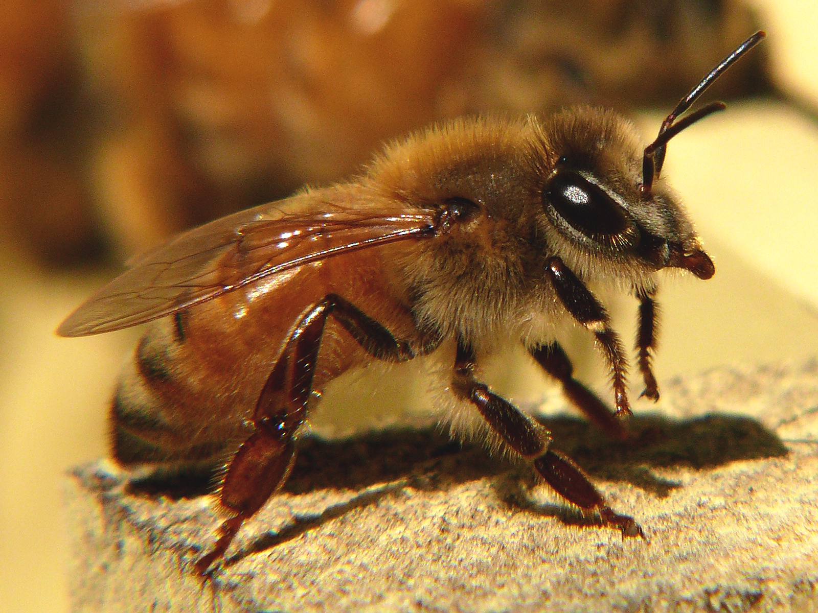 Honey Bee Identification AcEco Extermination