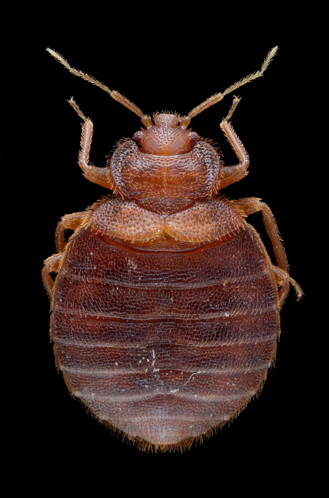 Bed Bug Identification AcEco Extermination